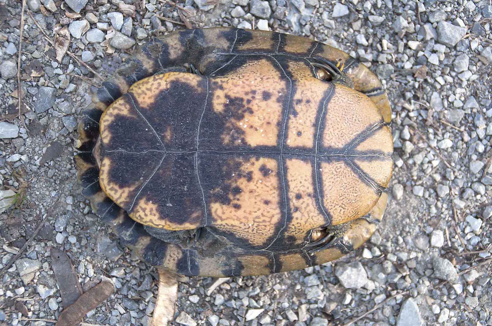 Trachemys spp.  della pianura modenese